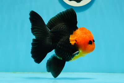 Grumpy 😡 A Grade Red Head Button Eyes Oranda Male 4.5-5 inches #1004OR_38