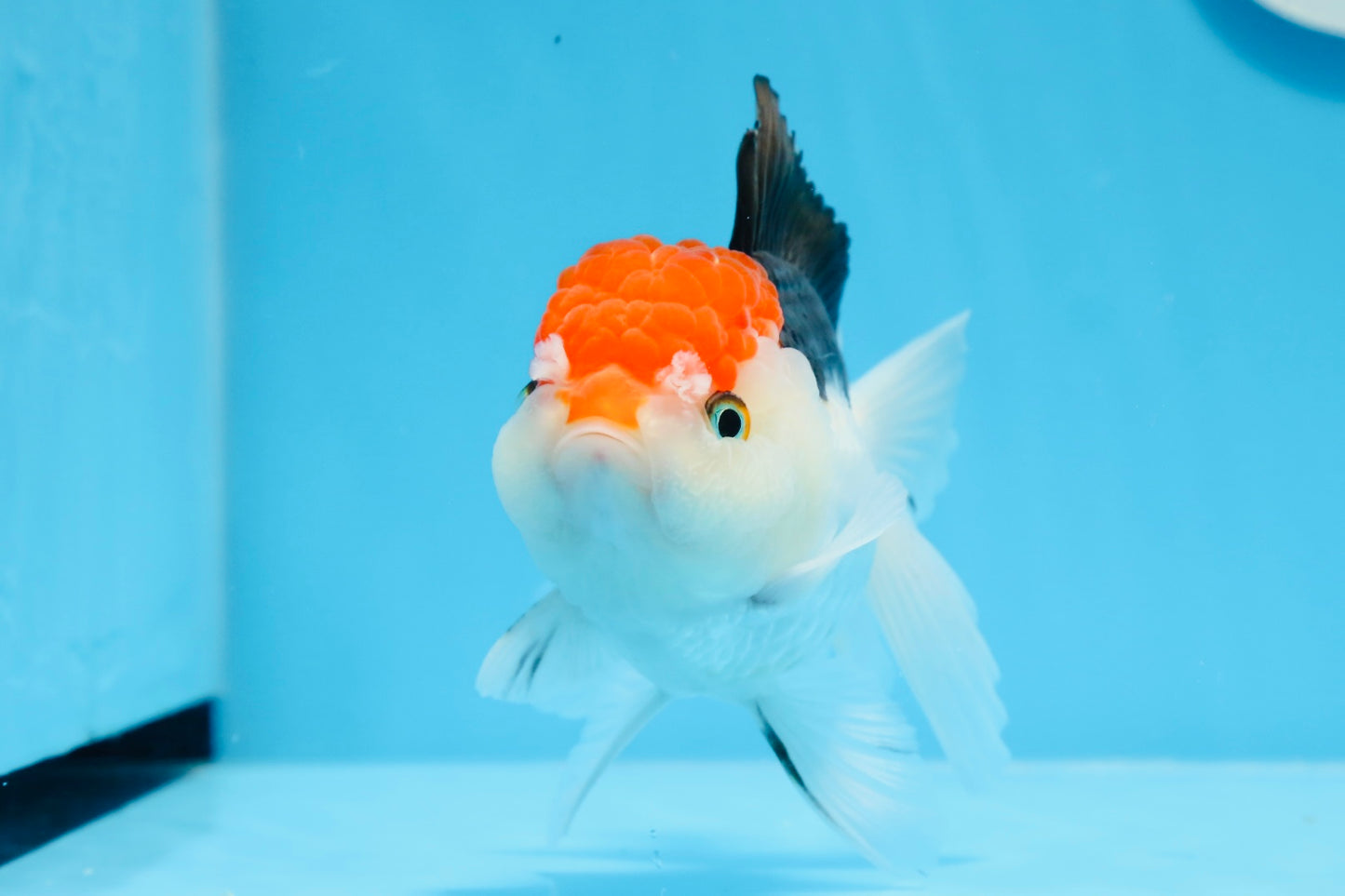 Red Head Tricolor Oranda Male 5.5 inches #0706OR_04