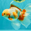 CHICKIE A Grade Red White Oranda Male 6-6.5 inches #082826OR_13