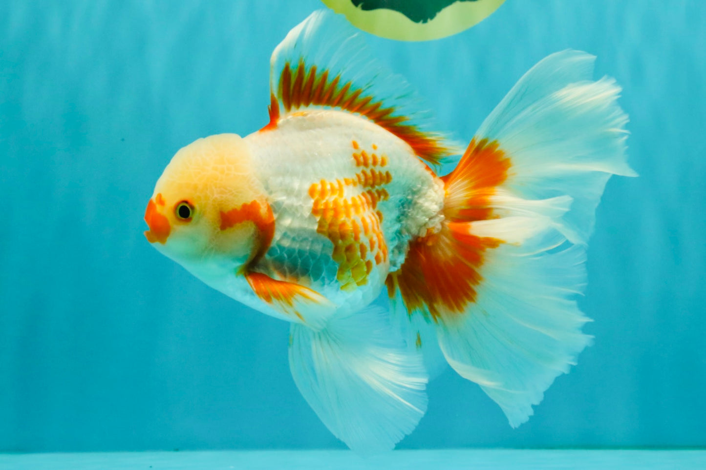 CHICKIE A Grade Red White Oranda Male 6-6.5 inches #082826OR_13