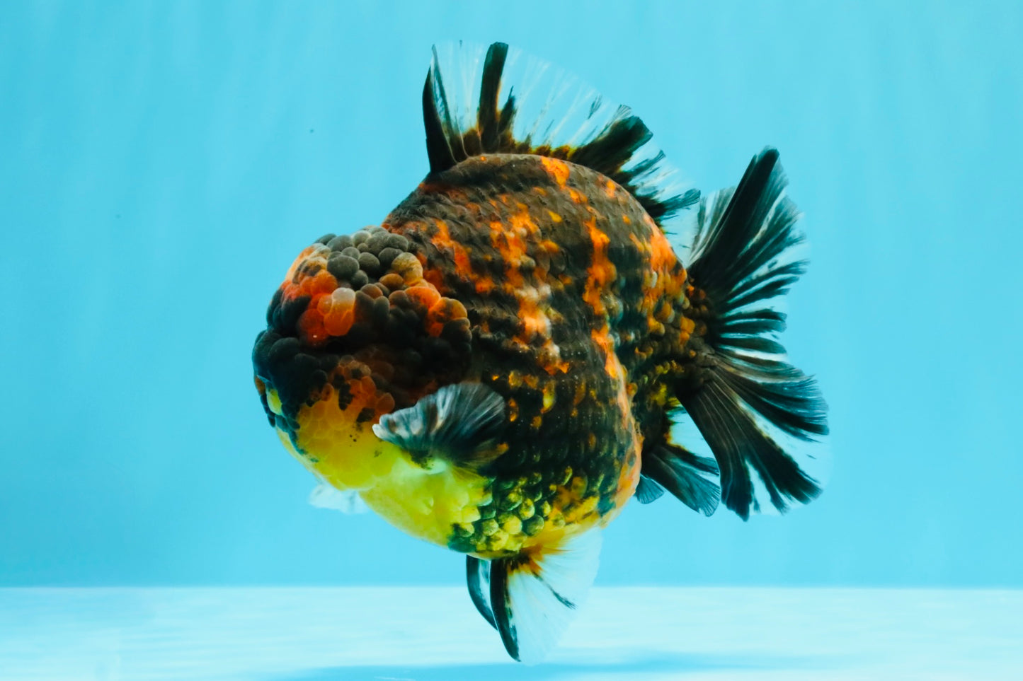 AAA Grade Godzilla Tiger Yuanbao Male 5.5 inches #030626YB_10