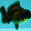 AAA Grade Black Yuanbao Female 4.5 inches #100226YB_11