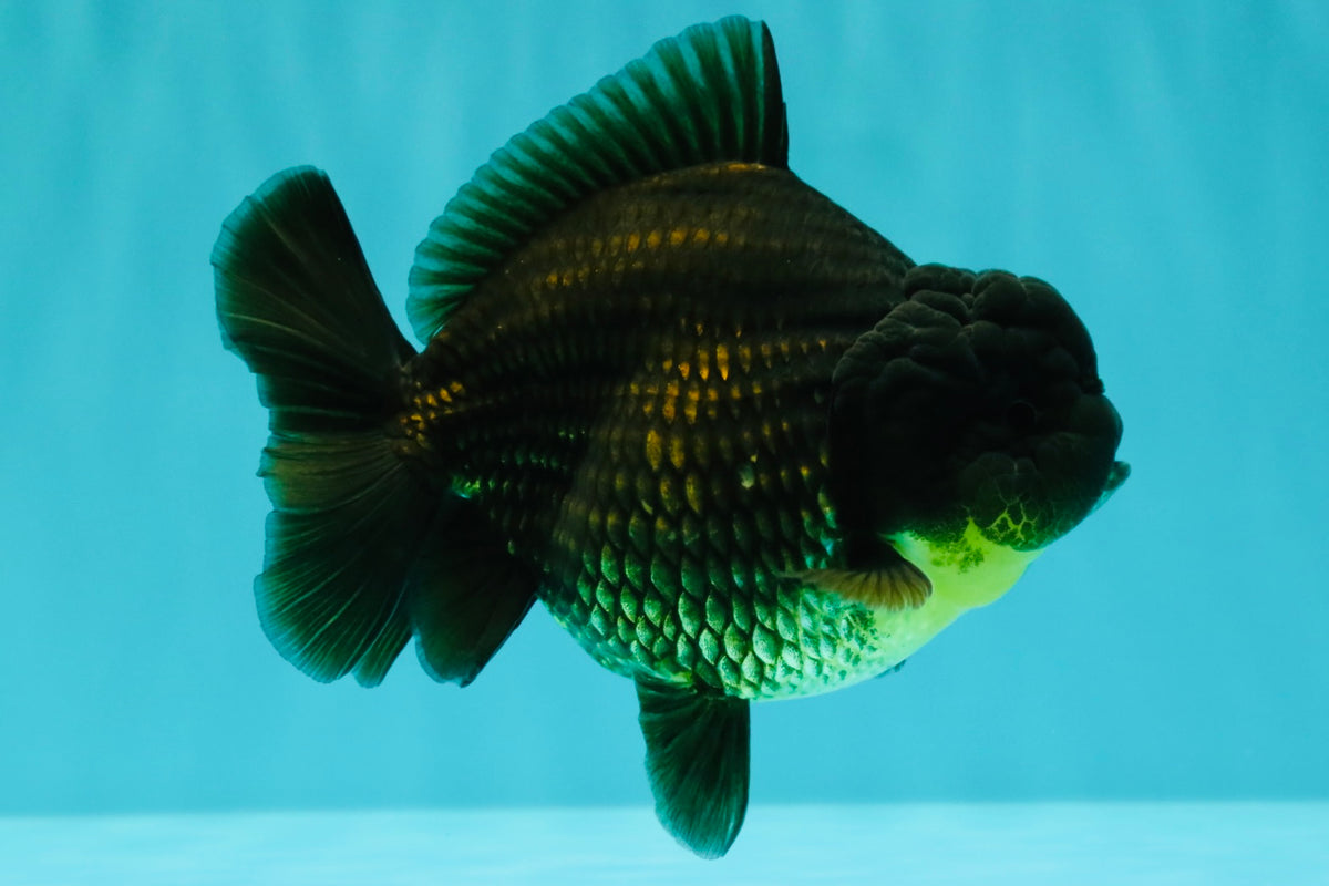 AAA Grade Black Yuanbao Female 4.5 inches #100226YB_11