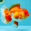 CHONKY AAA Grade Godzilla Red White Oranda Male 6.5-7 inches #022726OR_14