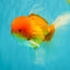 Red White Oranda Male 6 inches #082126OR_09