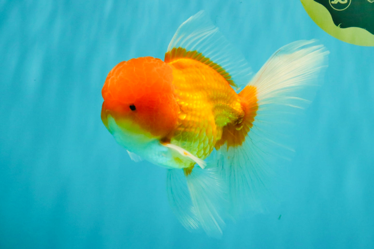 Red White Oranda Male 6 inches #082126OR_09