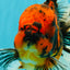 A Grade Tiger Oranda Male 6-6.5 inches #072426OR_20