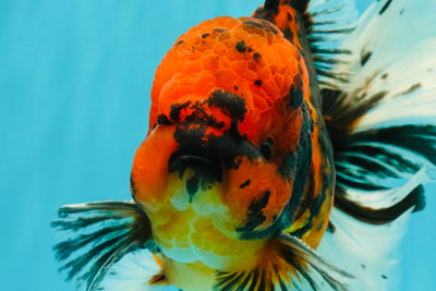 A Grade Tiger Oranda Male 6-6.5 inches #072426OR_20