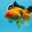 AAA Grade Black Gold (Apache) Oranda Male 7 inches #0712OR_16