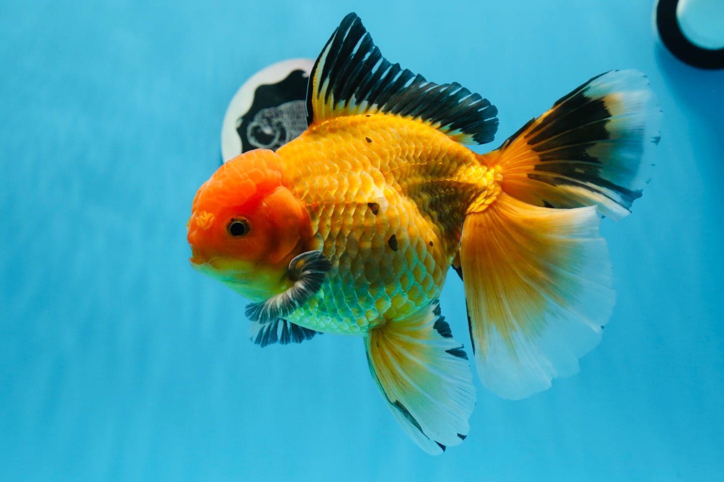 AAA Grade Black Gold (Apache) Oranda Male 7 inches #0712OR_16