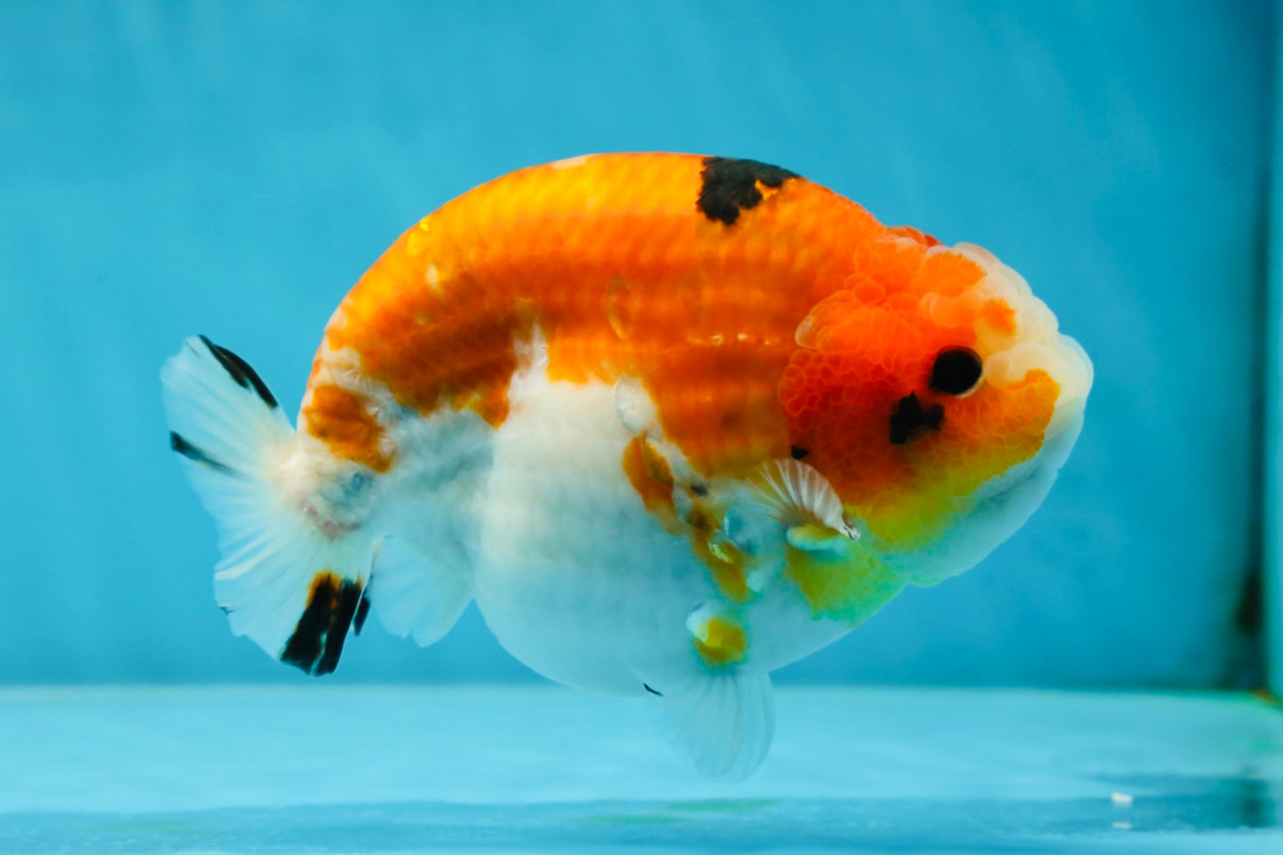 AAA Grade Strong Body Structure Sakura LionKing 5 inches #051625LC_08