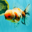 AAA Grade Calico Oranda Male 6-6.5 inches #070626OR_18