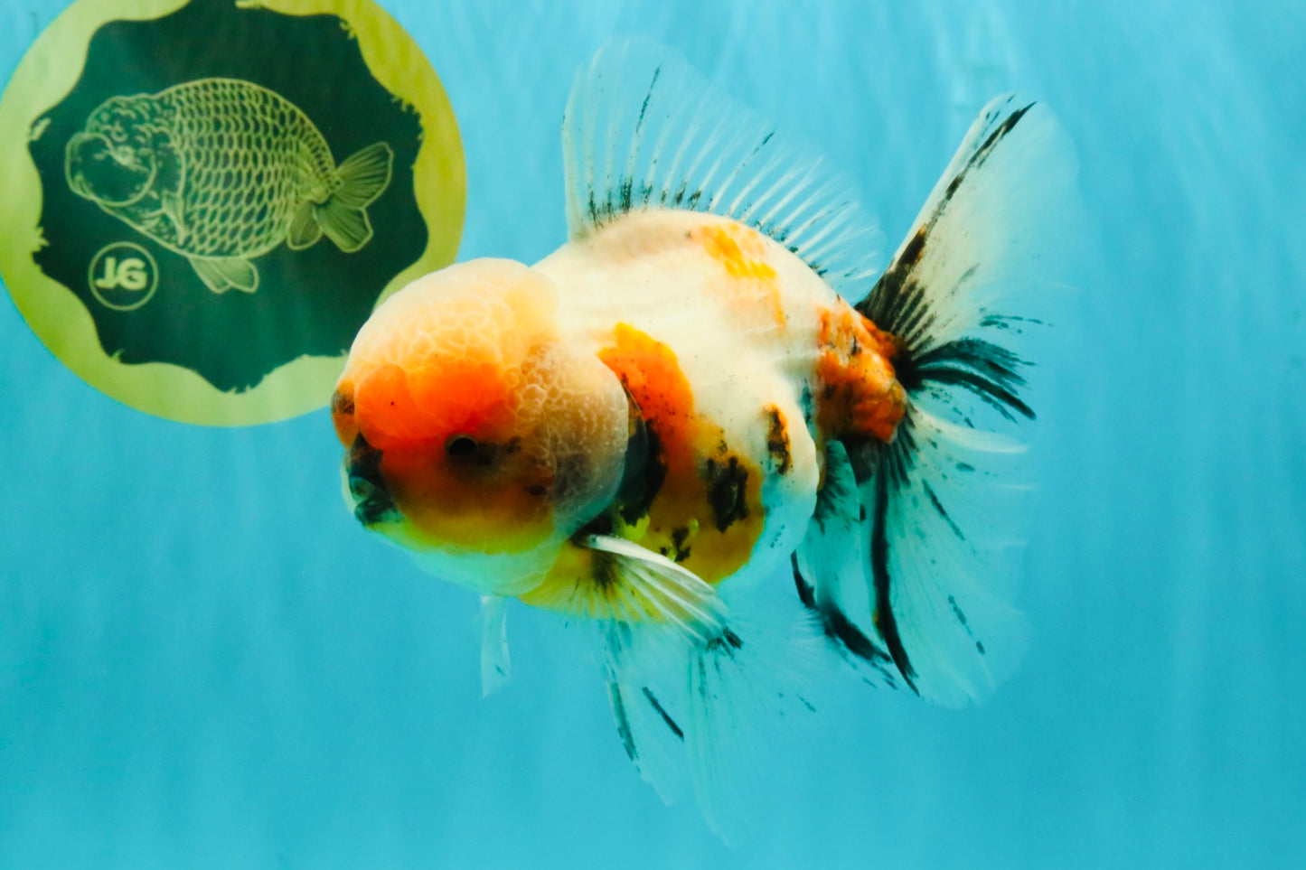 AAA Grade Calico Oranda Male 6-6.5 inches #070626OR_18