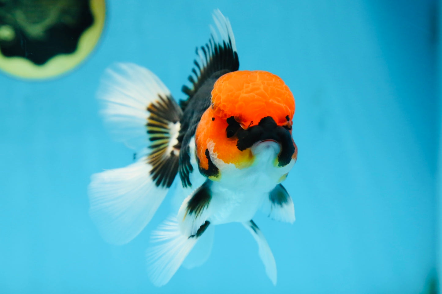 AAA Grade Tricolor Button Eyes Oranda Male 5 inches #080825OR_04