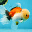 A Grade Calico Oranda Male 5 inches #060625OR_20