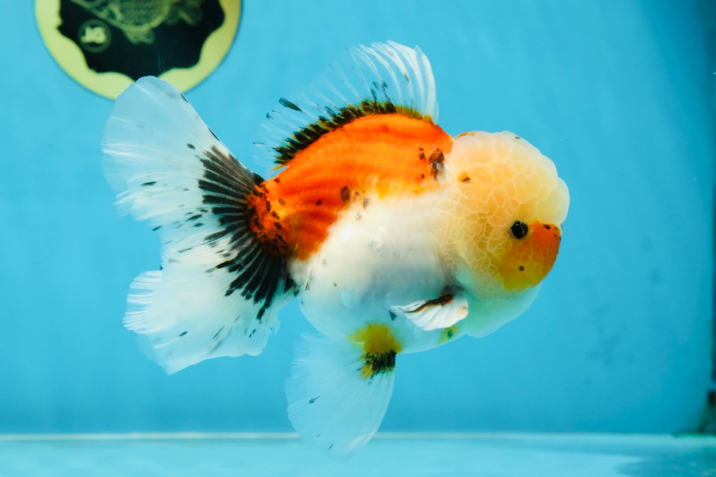A Grade Calico Oranda Male 5 inches #060625OR_20