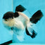 A Grade Pulldog Panda Oranda Male 4.5 inches #121523OR_16