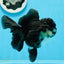 Femelle panda Oranda de catégorie A, 5 pouces #0927OR_27