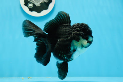 Femelle panda Oranda de catégorie A, 5 pouces #0927OR_27