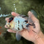 AAA Grade White Tiger Oranda Male 5.5 inches #062626OR_35