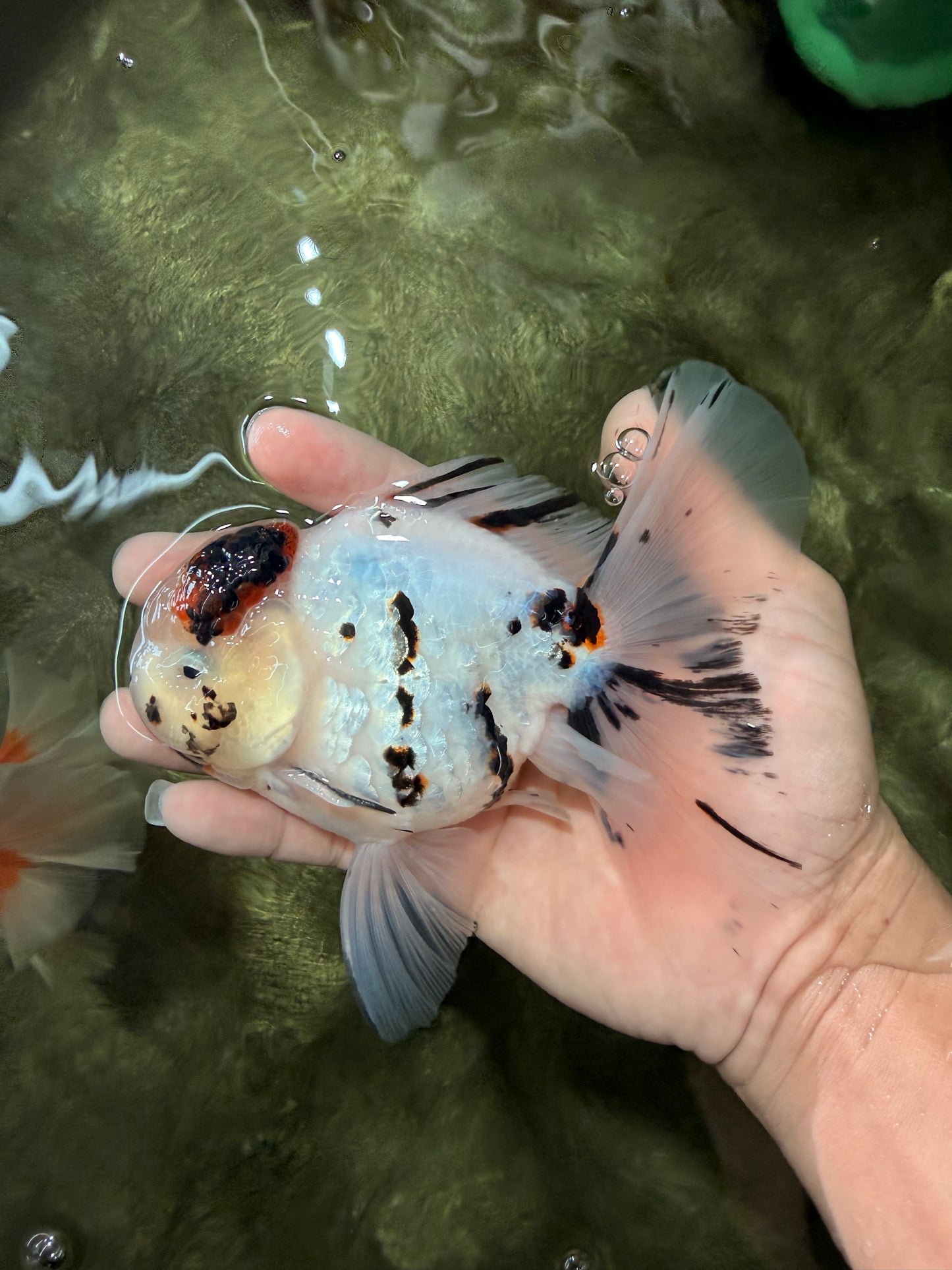 AAA Grade White Tiger Oranda Male 5.5 inches #062626OR_35