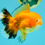 CHUNKY A Grade Red White Oranda Male 5.5-6 inches #042426OR_08