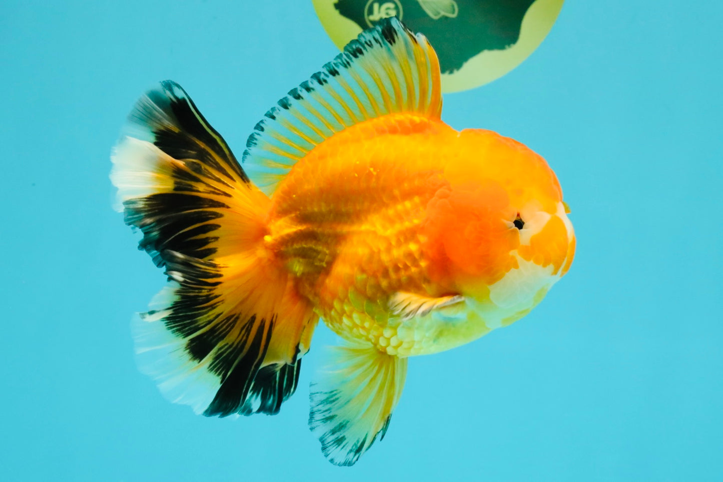 CHUNKY A Grade Red White Oranda Male 5.5-6 inches #042426OR_08