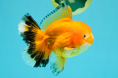 CHUNKY A Grade Red White Oranda Male 5.5-6 inches #042426OR_08