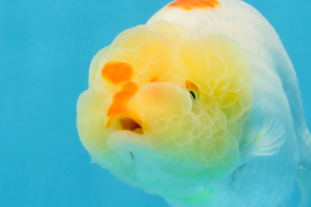 A Grade Red White LionQueen 4 inches #103125LC_21