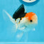 AAA Grade Tricolor Oranda Male 5 inches #0906OR_30