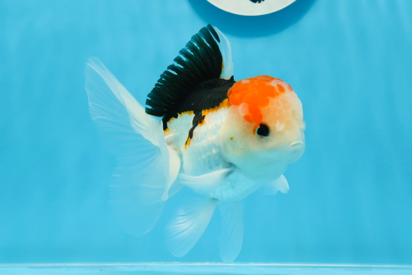 AAA Grade Tricolor Oranda Male 5 inches #0906OR_30