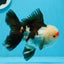 AAA Grade Tricolor Oranda Male 5 inches #0920OR_21