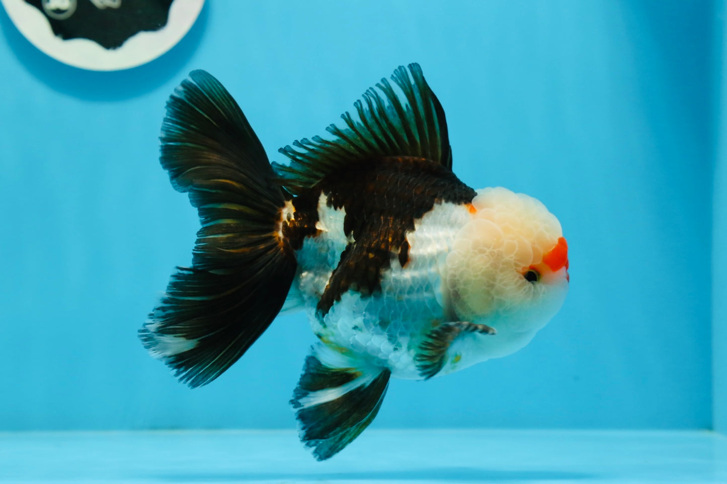 Macho oranda tricolor de grado AAA de 5 pulgadas n.° 0920OR_21