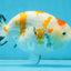 THICK BODY AAA Grade Chinese Kohaku Sakura Ranchu Female 5-5.5 inches #101725RC_16