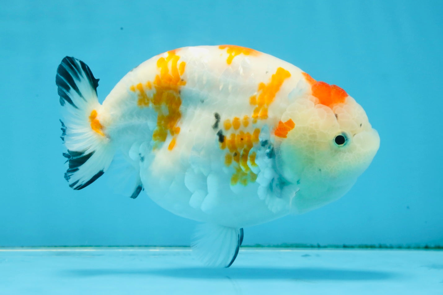 THICK BODY AAA Grade Chinese Kohaku Sakura Ranchu Female 5-5.5 inches #101725RC_16