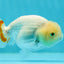 😙 Baby Lemonhead Lionchu Female 3.5-4 inches #0301LC_02