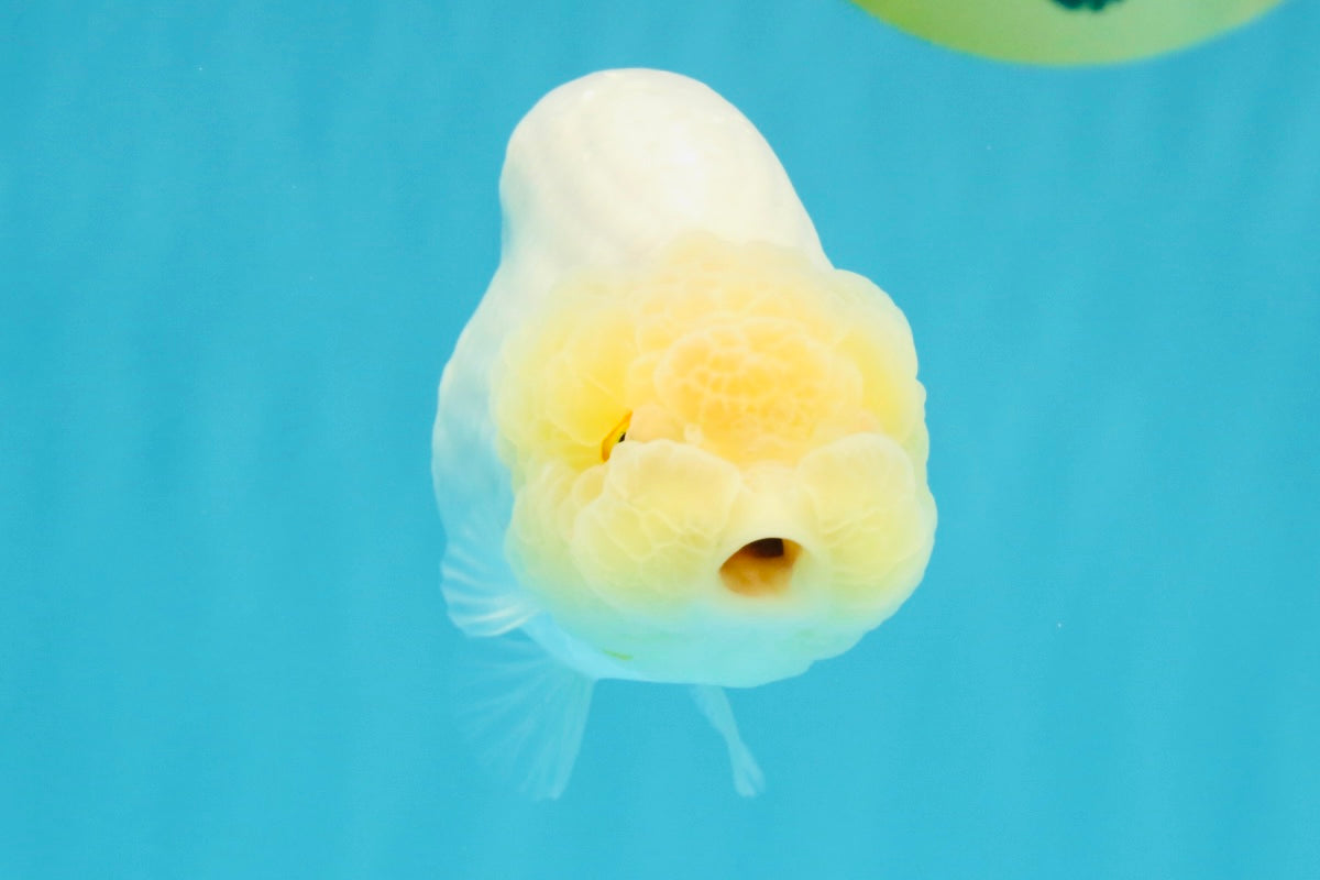 A Grade Dragon Head White LionQueen 4-4.5 inches #022726LC_25