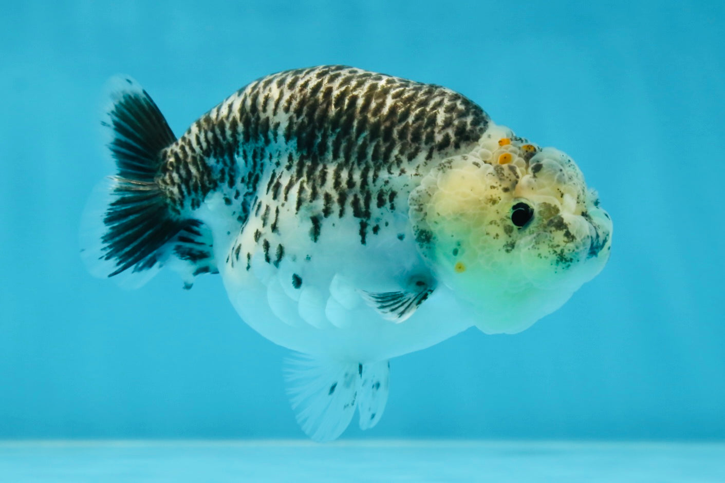 A Grade Kirin Polkadot LionQueen 4-4.5 inches #053025LC_05