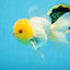 A Grade LIPSTICK Lemonhead Oranda Male 5-5.5  inches #082225OR_17