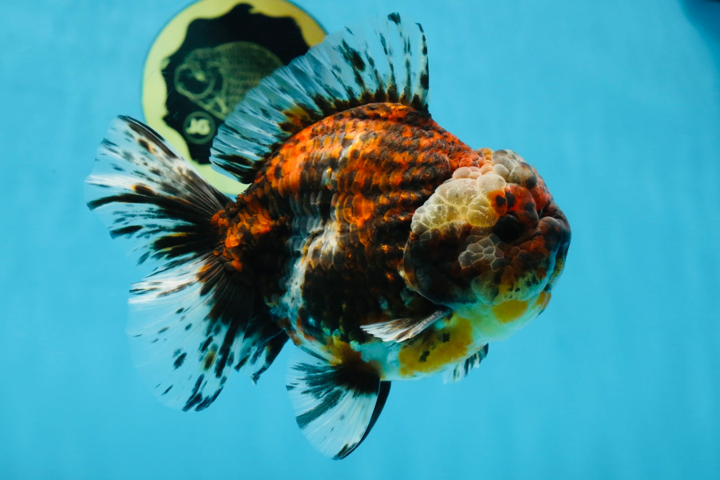 A Grade FLUFFY Calico Yuanbao Male 5.5 inches #091925YB_15