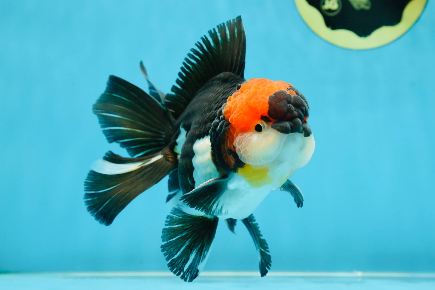 AAA Grade Tricolor Oranda Male 5.5 inches #052325_11