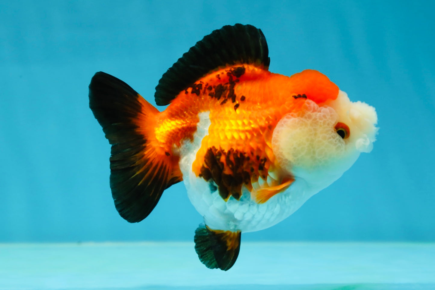 A Grade Pompom Tricolor Yuanbao Female 4 inches #050925YB_30