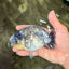 A Grade Tiger Ranchu Male 5 inches #080726RC_30