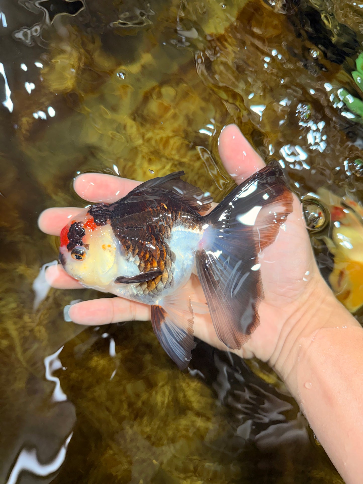 Tricolor Oranda Female 5-5.5 inches #111425OR_17