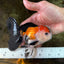 A Grade Tricolor Button Eyes Oranda Male 5 inches #080125OR_30
