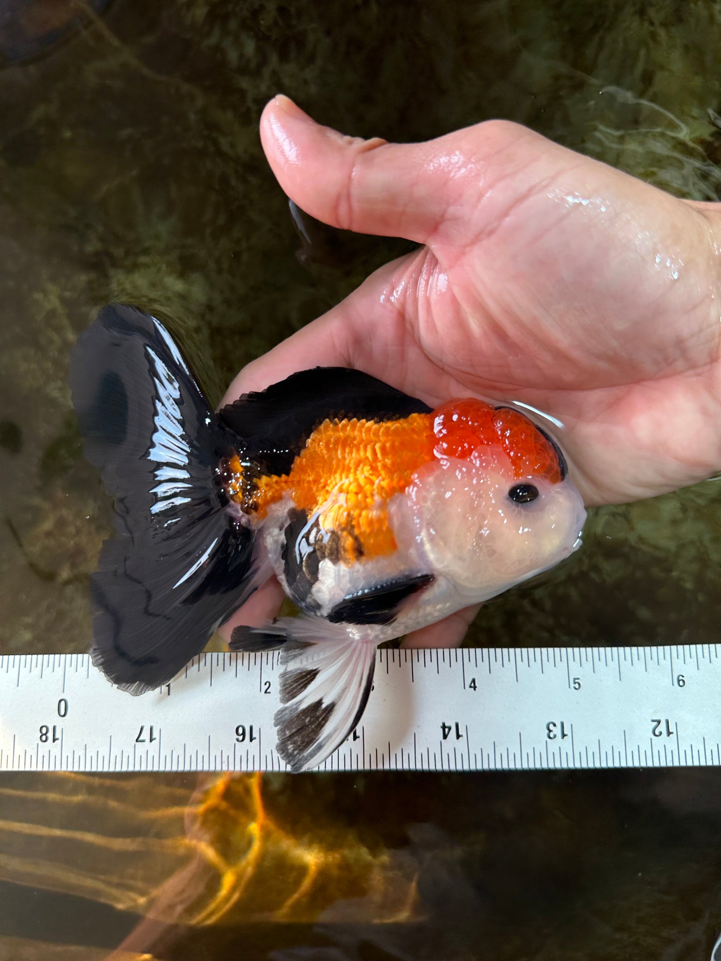 A Grade Tricolor Button Eyes Oranda Male 5 inches #080125OR_30