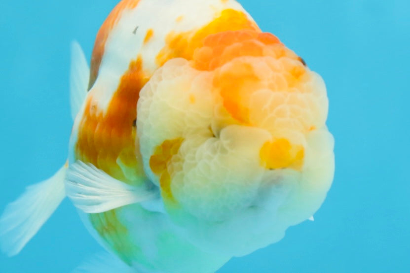 AAA Grade CHUBBY Sakura LionKing 5 inches #062025LC_03