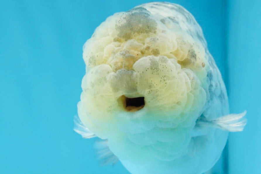 A Grade SUPER CUTE White Tiger LionKing 4.5 inches #100325LC_09