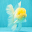 A Grade White Oranda Male 5.5 inches #101626OR_09