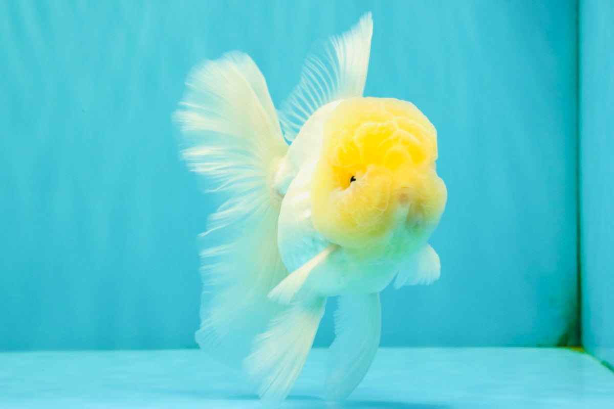 A Grade White Oranda Male 5.5 inches #101626OR_09